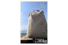 ＜毎月定期便＞養老町産　岐阜ハツシモ　30kg　玄米　全3回【4006204】