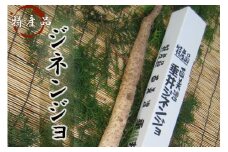 特産品 西美濃 垂井ジネンジョ約1kg