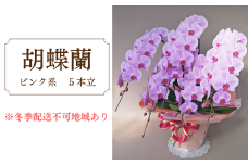 胡蝶蘭　ピンク系　5本立