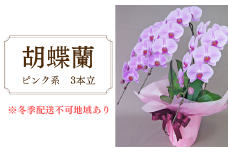 胡蝶蘭　ピンク系　3本立