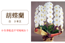 胡蝶蘭　白　3本立
