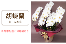 胡蝶蘭　白　5本立
