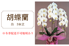 胡蝶蘭　白　3本立