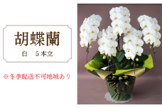 胡蝶蘭　白　5本立