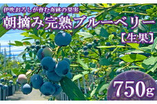 【伊吹おろしが育む奇跡の果実】朝摘み完熟ブルーベリー 生果 750g（125g×6パック）| ブルーベリー 生果 木の実  果実 朝摘み 完熟 甘酸っぱい ジャム デザート 産地直送 