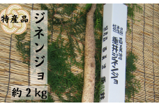 特産品 西美濃 垂井ジネンジョ約2kg