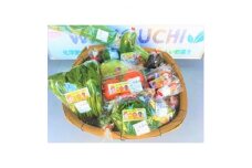 2024年1月発送開始『定期便』＜栽培期間中化学肥料・農薬不使用＞季節の新鮮野菜の詰め合わせ全6回【5142195】