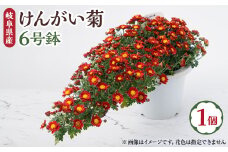 ＜2024年9月～10月発送＞　けんがい菊　6号鉢【1118517】