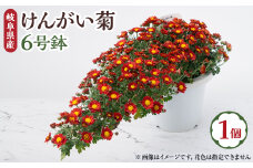 ＜2025年10月発送＞　けんがい菊　6号鉢【1118517】
