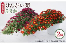 ＜2024年9月～10月発送＞　けんがい菊　5号鉢(2個入り)【1118518】