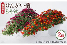 ＜2025年10月発送＞　けんがい菊　5号鉢(2個入り)【1118518】