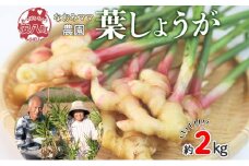 [№5331-0336]葉しょうが 約2kg なおみママ農園 安八町 野菜