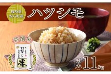 [№5331-0407]R6年産 特選米 ハツシモ 玄米 11kg ×1袋 お米 米 ごはん はつしも 令和6年産 ブランド米 低農薬 お取り寄せ 産地直送 クリーンファームまき 送料無料 岐阜県 安八町