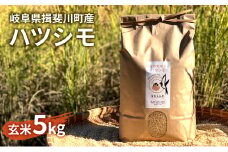 [№5568-0237]自然尊重で育てた安全な美味しい自然米ハツシモ（玄米）5kg