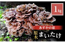 [№5568-0397]舞茸 岐阜 原木まいたけ1kg 【揖斐川町】