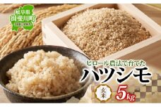 [№5568-0427]ピロール農法で育てた安全な美味しいハツシモ（玄米）5kg お米 ごはん ご飯 カレー 丼物 お弁当 すし飯 冷めても美味しい はつしも ななしん米 岐阜県 揖斐川町