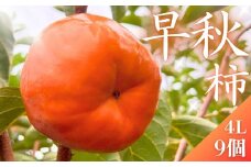 【先行予約】 真っ赤で大きくて甘い！ Farm m&aの早秋柿 4L×9個 秀品 岐阜県 大野町（2025年10月中旬～発送）農家直送 果物 フルーツ 秋の味覚 柿 かき 早秋 そうしゅう