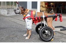 大型犬用二輪車椅子（背丈50～75cm　体重40キロ以下）【！寄附前に事業者へ相談必要！】