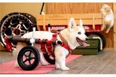 中型犬用二輪車椅子（背丈33～65cm　体重22キロ以下）【！寄附前に事業者へ相談必要！】