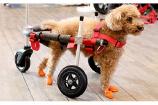 小型犬用三輪車椅子（背丈23～35cm　体重8キロ以下） 【！寄附前に事業者へ相談必要！】
