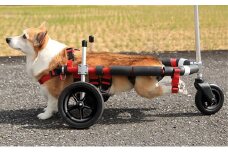 中型犬用三輪車椅子（背丈33～65cm　体重22キロ以下）【！寄附前に事業者へ相談必要！】