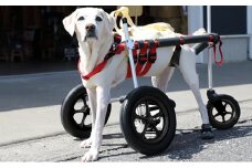 大型犬用三輪車椅子（背丈50～75cm　体重40キロ以下）【！寄附前に事業者へ相談必要！】