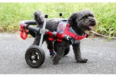 小型犬用二輪車椅子（背丈23～35cm　体重8キロ以下）【！寄附前に事業者へ相談必要！】