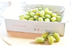 食卓を彩るトマト。緑なのに食べれるの！？グリーンスピカ（1kg） [№5644-0910]