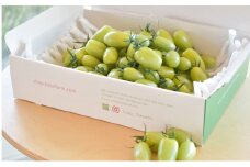 食卓を彩るトマト。緑なのに食べれるの！？グリーンスピカ（1.5kg） [№5644-1051]