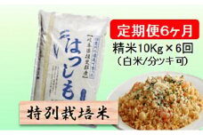特別栽培米★[定期便] 6カ月★毎月 精米10kg（白米/7分/5分ツキ可）【ハツシモ】　玄米は別に出品 お米 令和7年産 幻のお米 大粒 アッサリ お寿司 丼物 炒め物 安心 安全 美味しい  [№5644-1162]