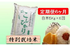 特別栽培米★[定期便] 6カ月★毎月 白米５kg 【コシヒカリ】 お米 令和7年産 王様 モチモチ 艶 食感 バランス 安心 安全 美味しい  [№5644-1169]