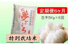 特別栽培米★[定期便] 6カ月★毎月 白米５kg 【夢ごこち】 お米 令和7年産 低アミロース モチモチ お弁当 おにぎり 安心 安全 美味しい 糖質  [№5644-1170]
