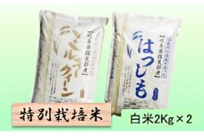 特別栽培米★白米４kg 【ミルキークイーン・ハツシモ】 [№5644-1316]