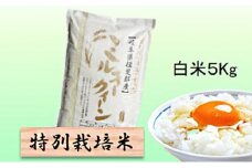 特別栽培米★白米５kg 【ミルキークイーン】 玄米は別に出品 お米 ブランド米 銘柄米 精米 ご飯 おにぎり モチモチ 低アミロース米 冷めても美味しい  [№5644-1318]