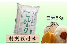 特別栽培米★白米５kg 【コシヒカリ】 玄米は別に出品 お米 ブランド米 銘柄米 精米 ご飯 おにぎり お米の王様 バランス  [№5644-1319]