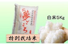 特別栽培米★白米５kg 【夢ごこち】 玄米は別に出品 お米 ブランド米 銘柄米 精米 ご飯 おにぎり モッチリ 甘い 低アミロース米  [№5644-1320]