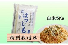 特別栽培米★白米５kg 【ハツシモ】 玄米は別に出品 お米 ブランド米 銘柄米 精米 ご飯 おにぎり アッサリ 幻のお米 大粒  [№5644-1321]