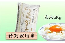 特別栽培米★玄米５kg 【ミルキークイーン】 [№5644-1322]