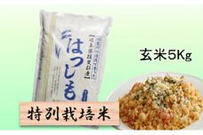 特別栽培米★玄米５kg 【ハツシモ】 [№5644-1325]