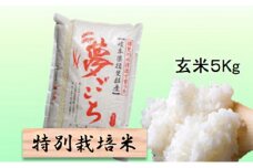 特別栽培米★玄米５kg 【夢ごこち】 [№5644-1324]