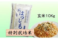 特別栽培米★玄米10kg 【ハツシモ】 [№5644-1333]