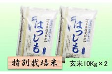特別栽培米★玄米20kg【ハツシモ】10Kg×2 [№5644-1347]