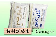 特別栽培米★玄米20kg【ミルキークイーン・ハツシモ】各10Kg [№5644-1358]