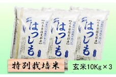 特別栽培米★玄米30kg【ハツシモ】10Kg×3 [№5644-1367]