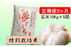 特別栽培米★[定期便] 5カ月★毎月 玄米10kg【夢ごこち】 [№5644-1371]
