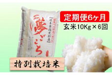 特別栽培米★[定期便] 6カ月★毎月 玄米10kg【夢ごこち】 [№5644-1375]