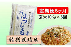 特別栽培米★[定期便] 6カ月★毎月 玄米10kg【ハツシモ】 [№5644-1376]