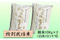 特別栽培米★精米20kg（白米/5分/7分ツキ可）【ミルキークイーン】 玄米は別に出品　　7分ヅキ [№5644-7046]1340