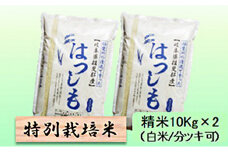 特別栽培米★精米20kg（白米/5分/7分ツキ可）【ハツシモ】 玄米は別に出品　　5分ヅキ [№5644-7056]1343
