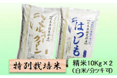 特別栽培米★精米20kg（白米/5分/7分ツキ可）【ミルキークイーン・ハツシモ】 玄米は別に出品　　7分ヅキ [№5644-7070]1352